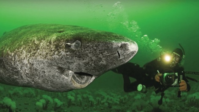 Në Arktik jeton peshkaqeni 400 vjeçar me i vjetëri në Tokë