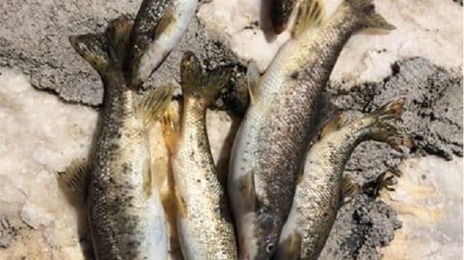 Ngordhin peshqit në lumin Dri nga kontaminim i ujit