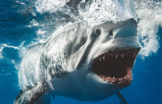 Pamje tmerruese kur peshkaqenët hapin gojën [Foto]