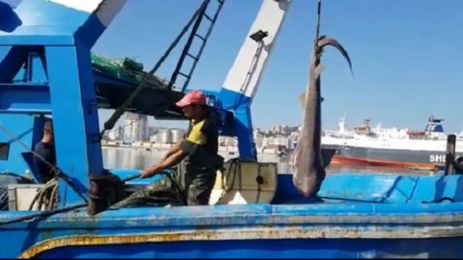 Kapet peshkaqeni 'tigër' 500 kilogramësh me 15 këlyshë në detin Adriatik