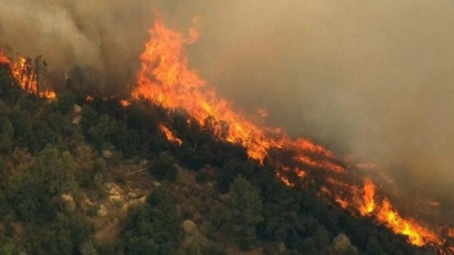 Agjencia për Mbrojtjen e Mjedisit bën thirrje për mbrojtjen e pyjeve dhe Parqeve Kombëtare nga zjarret