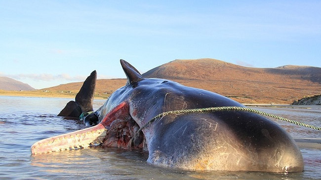 Pamje të tmerrshme: Gjenden 100 kilogramë mbeturina në stomakun e balenës