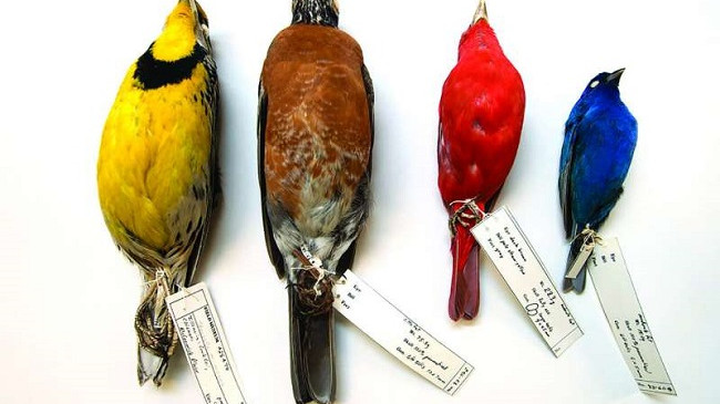 Studim: Ndryshimi i klimës po zvogëlon trupin e zogjve