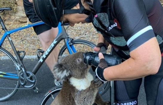 E pabesueshme: Koala e etur për ujë ndalon çiklisten për ndihmë [Video]