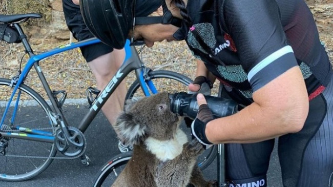 E pabesueshme: Koala e etur për ujë ndalon çiklisten për ndihmë [Video]