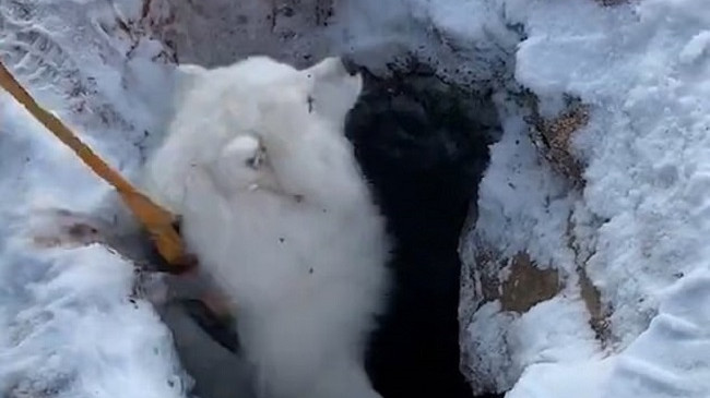 Pronari rrezikon jetën për të shpëtuar qenin e ngelur në gropën e ngrirë