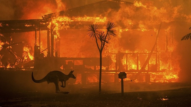 Zjarret në Australi kanë djegur të gjallë 500 milionë kafshë (Foto)