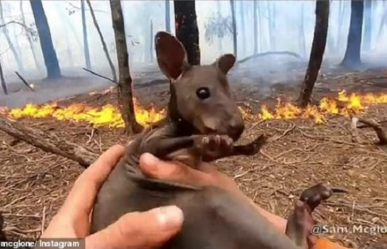 Momenti kur shpëtohet kanguri nga zjarret në Australi
