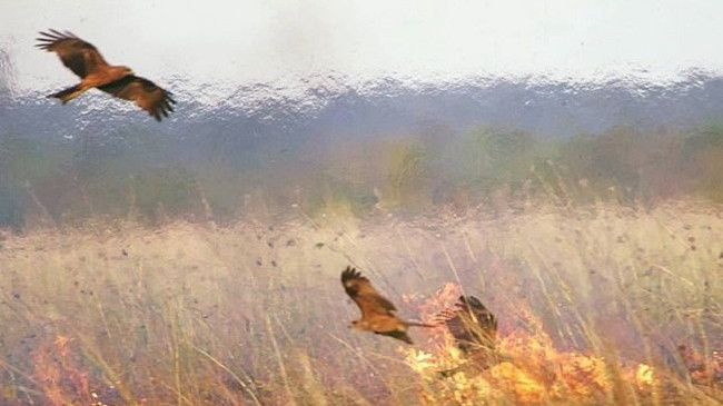 Marrin zjarrin dhe i hedhin në fusha të thata: Zbulohen tre lloje zogjsh që po rëndojnë krizën në Australi