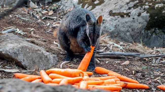 Zjarret në Australi: Karota dhe patate të ëmbla për kafshët e uritura