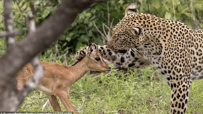 ‘Puthja e vdekjes’, leopardi luan me prenë e vet, para se ta hajë [Foto]