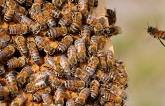 Komisioni Evropian ndalon pesticidet Bayer të dëmshme për bletët dhe njerëzit