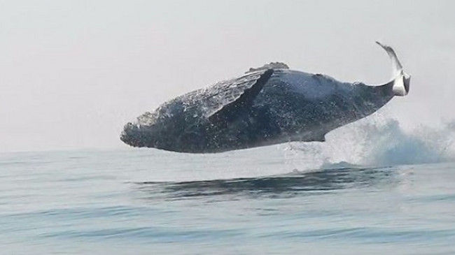 Moment i rrallë: Filmohet balena 40-tonëshe duke kërcyer mbi ujë
