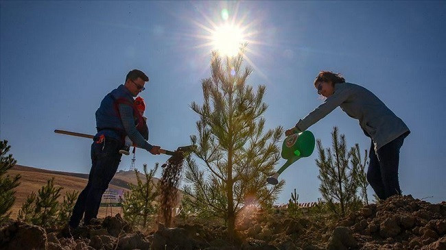 Turqia e gjelbër/ Synohet mbjellja e 82 milionë fidanëve deri në nëntor