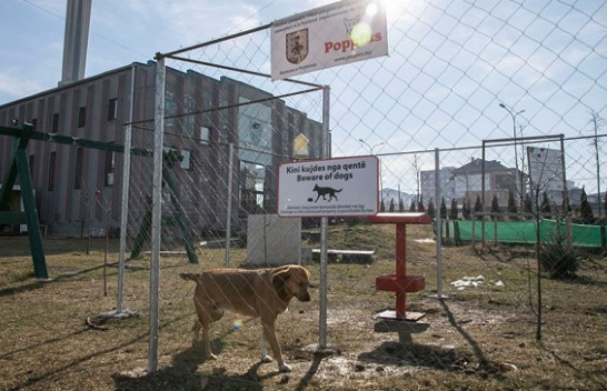 Prishtina miqësore ndaj kafshëve, ofron ushqim për qentë