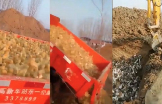 E tmerrshme: Kina ‘varros zogjtë e gjallë’