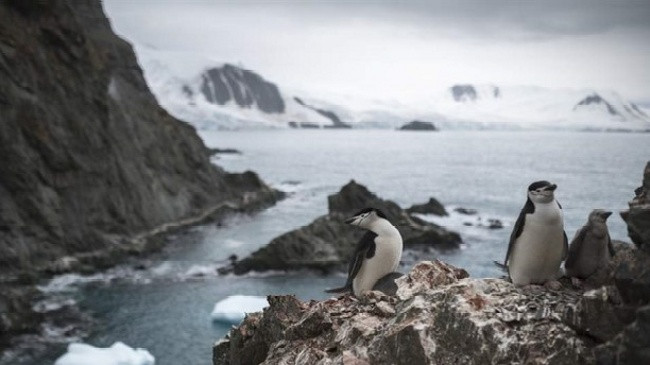 Antarktida thyen rekord! Termometri regjistron temperaturën më të lartë ndonjëherë