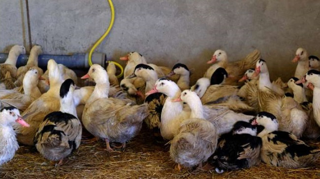 Bullgaria do të mbyt 6.000 pata shkaku i gripit H5N8
