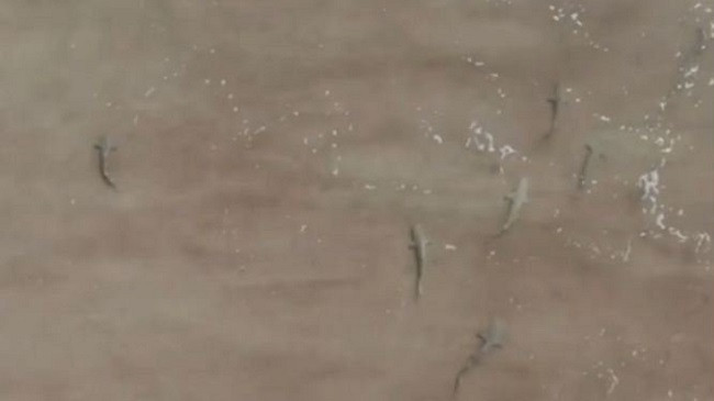 Pamje mahnitëse të kapura me dron/ Tufa e peshkaqenëve rrethon sërfistin në bregdet