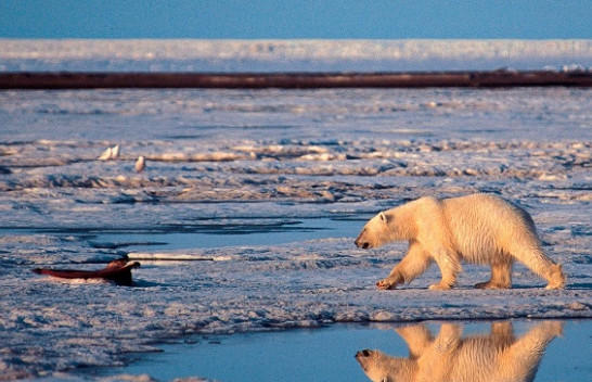 Ndryshimet klimatike: Arinjtë polarë kanë filluar të hanë njëri-tjetrin në Arktik