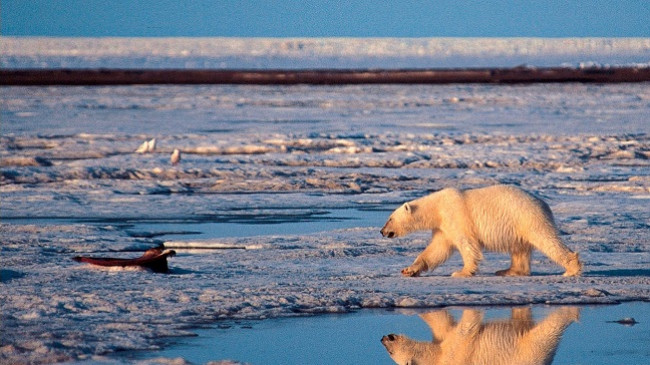 Ndryshimet klimatike: Arinjtë polarë kanë filluar të hanë njëri-tjetrin në Arktik