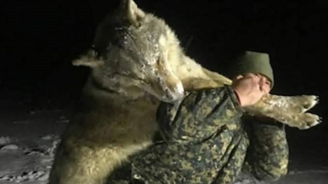 Po terrorizonte banorët e një fshati në Rusi, vritet ujku me përmasat e një luani