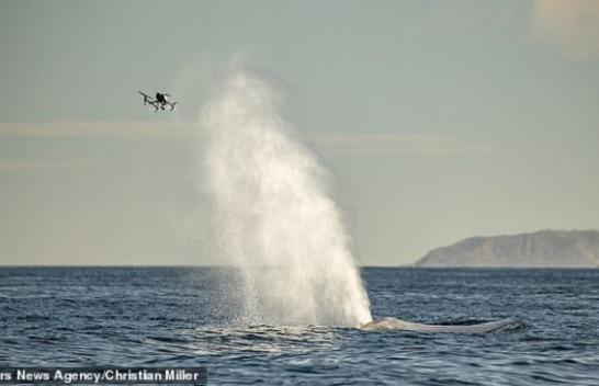 Momenti epik, teshtin balena përderisa droni kapte pamje [Foto+Video]