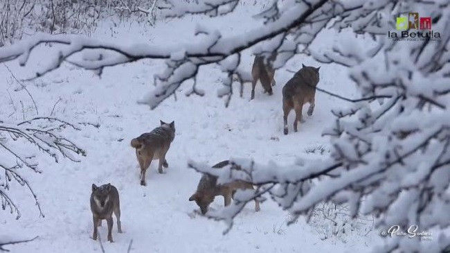 Magjike, ujqërit luajnë në dëborën pranverore