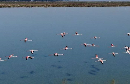 ‘Zogjtë në parajsë’: Flamingot e Shqipërisë lulëzojnë nën izolimin nga koronavirusi