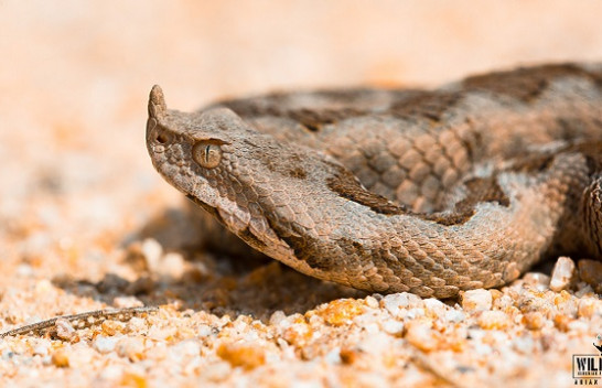 Në Gërmi shihet gjarpëri helmues Vipera Ammodytes: AMMK mos u shqetësoni është pjesë e biodiversitetit të zonës