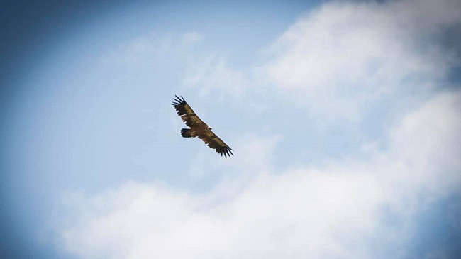 Shkaba dy krenare fotografohet për herë të parë në Kosovë