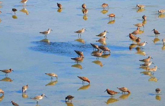 Shpendi i unazuar në Guinea-Bissau fotografohet në Lagunën e Nartës [Foto]
