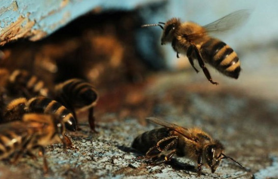Bletët po vdesin nga një virus i ngjashëm me koronavirusin, alarm për botën
