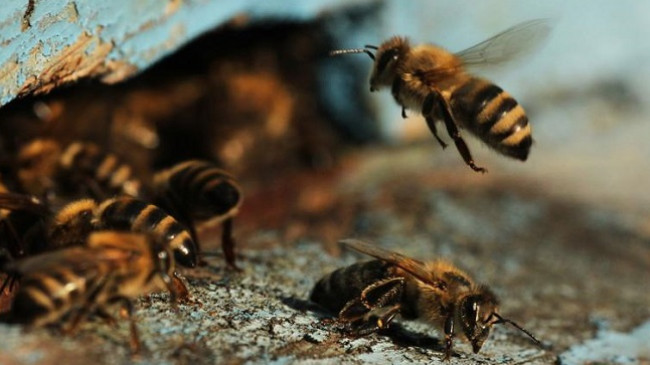 Bletët po vdesin nga një virus i ngjashëm me koronavirusin, alarm për botën
