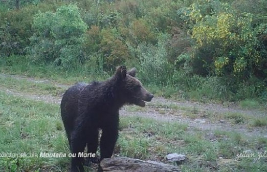 Pamje të rralla të ariut ngjyrë kafe në një park të Spanjës