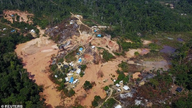 Ekologu brazilian paralajmëron: Nga pyjet e shiut në Amazon mund shpërthejë një virus i ri