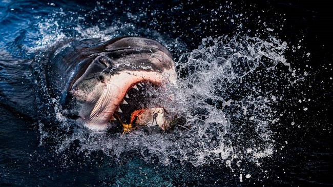 Peshkaqenët gjigant notojnë tmerrësisht afër fotografit britanez në fotot mahnitëse të shkrepura në Meksikë [Foto]