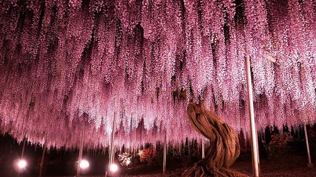 Kjo pemë 144-vjeçare në Japoni duket si një qiell rozë [Foto]