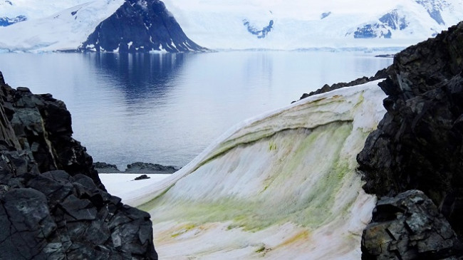 Ndryshimet klimatike po e bëjnë të gjelbër Antarktidën