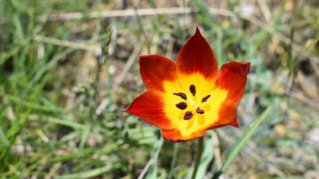 Miratohet mbrojtja e tulipanit shqiptar