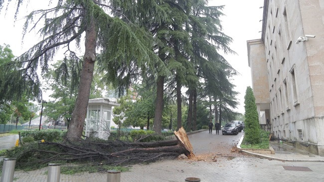 Nga era e fortë rrëzohet pema në Tiranë