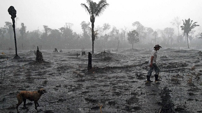 Studim: Rreth 12 milionë hektarë pyje janë shkatërruar në vitin 2019
