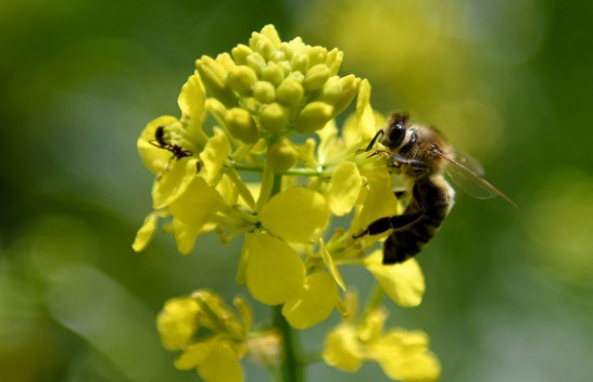 Një e treta e të gjitha llojeve të insekteve përballen me zhdukjen për shkak të pesticideve