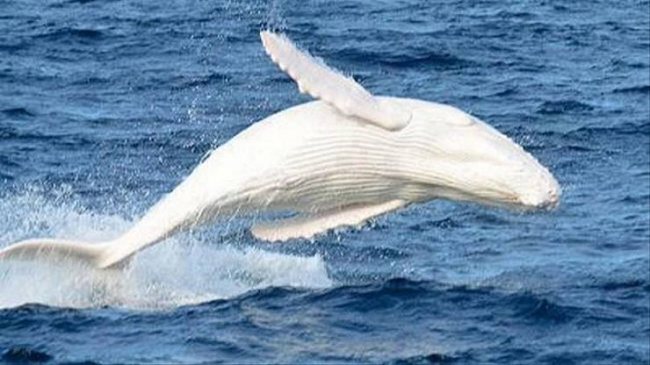 Balena e rrallë albine shfaqet në brigjet e Australisë [Foto]