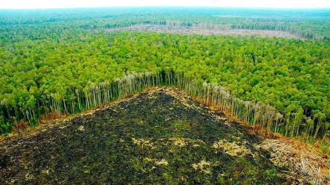 Pyllëzimi, më tepër dëme se të mira për ambientin!