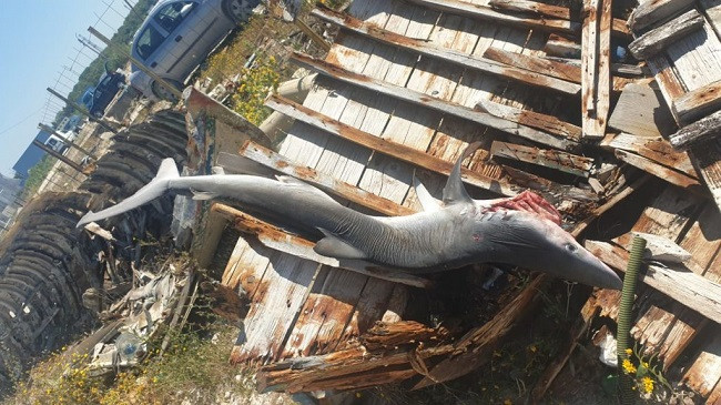 Kapet në Vlorë peshkaqeni më i rrezikshëm, tri metra i gjatë