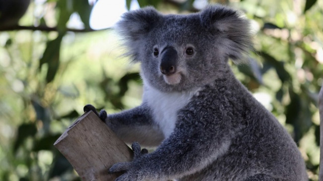 Koalat në Australi mund të zhduken deri në vitin 2050
