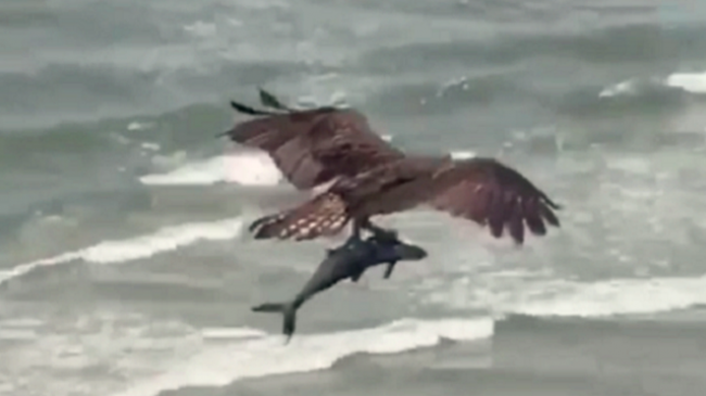 Momente mahnitëse kur shqiponja kap peshkun e madh në det [Video]