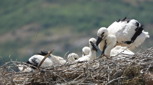 Pesë zogj lejleku të çelur në folenë e famshme të Gjirokastrës
