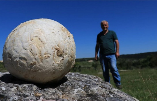 Ngjarje e pazakontë në Turqi: Gjendet kërpudha gjigante 5 kilogramësh